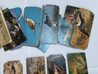Antigas Figurinhas Cards Surpresa Nestle