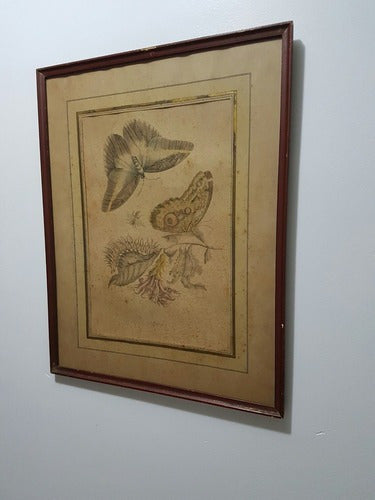 Antigo Quadro Borboletas