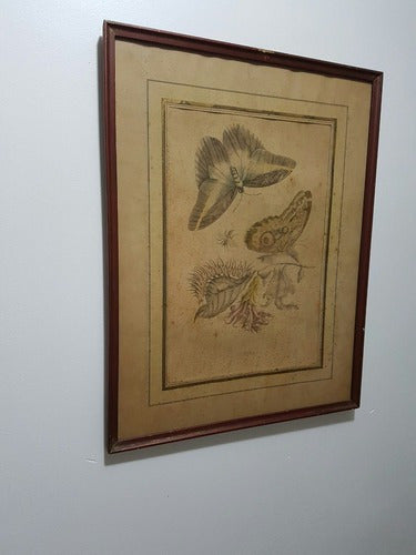 Antigo Quadro Borboletas