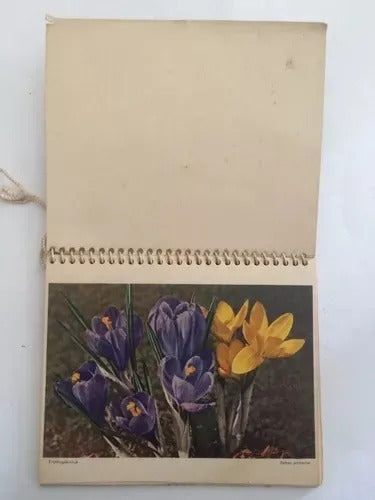 Antigo Calendário Com Pinturas Floridas 1955