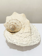 Concha Do Mar Rara Búzio Gigante Natural Strombus 33cm