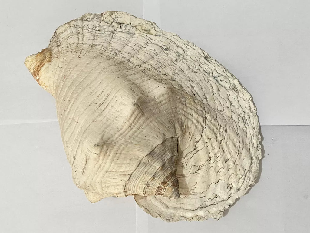 Concha Do Mar Rara Búzio Gigante Natural Strombus 33cm