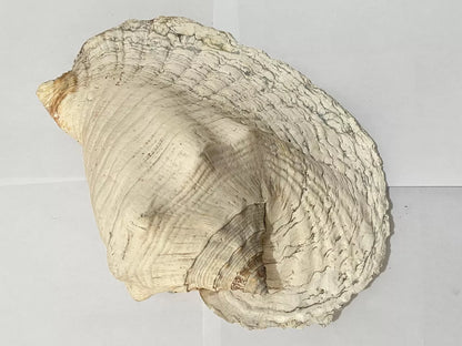 Concha Do Mar Rara Búzio Gigante Natural Strombus 33cm