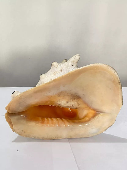 Concha Do Mar Lambis Truncata Gigante Antiga 23cm