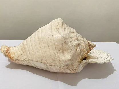 Concha Do Mar Rara Búzio Gigante Natural Strombus 33cm