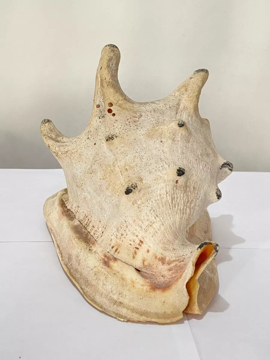 Concha Do Mar Lambis Truncata Gigante Antiga 23cm