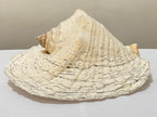 Concha Do Mar Rara Búzio Gigante Natural Strombus 33cm