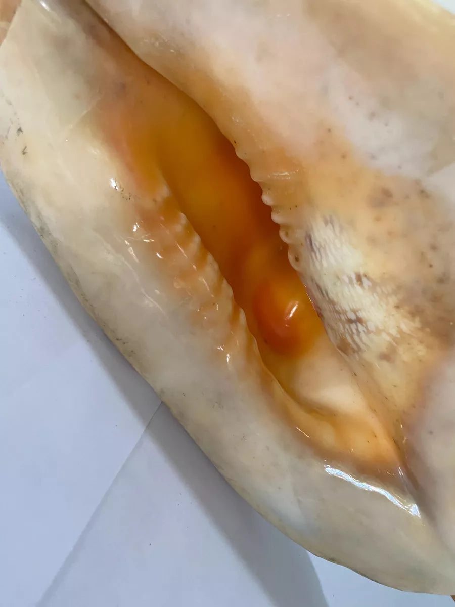 Concha Do Mar Lambis Truncata Gigante Antiga 23cm