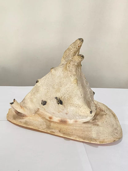 Concha Do Mar Lambis Truncata Gigante Antiga 23cm