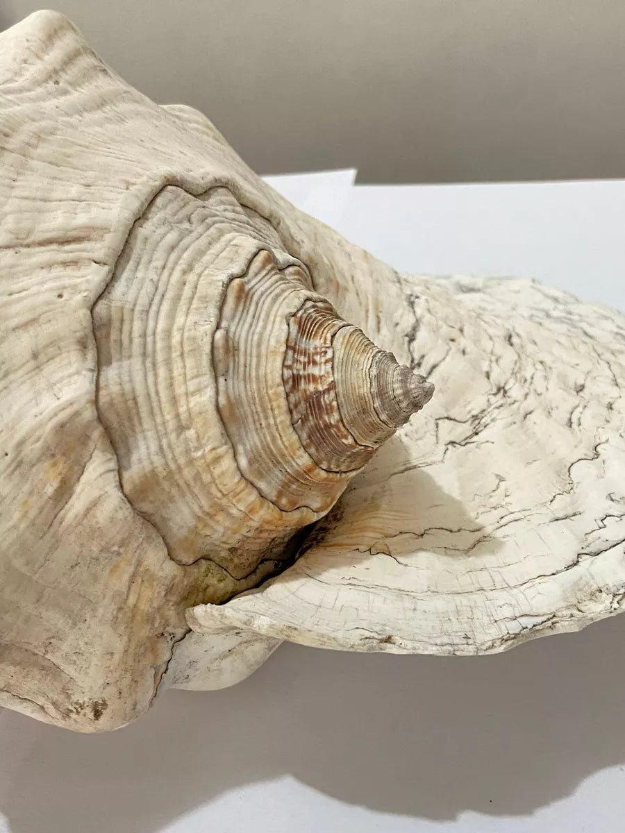 Concha Do Mar Rara Búzio Gigante Natural Strombus 33cm