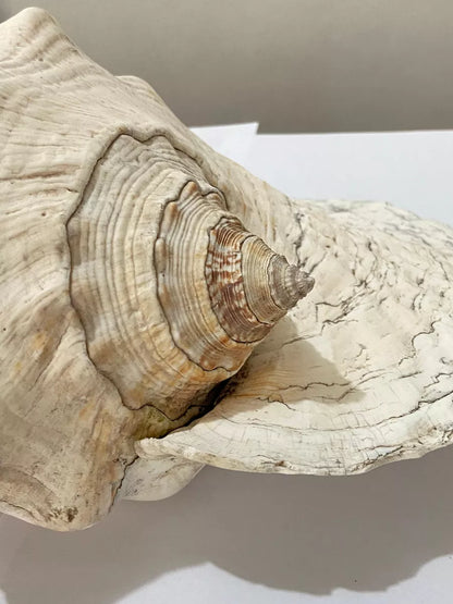 Concha Do Mar Rara Búzio Gigante Natural Strombus 33cm
