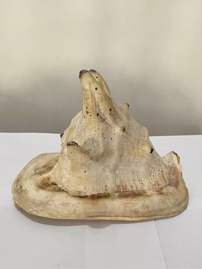 Concha Do Mar Lambis Truncata Gigante Antiga 23cm