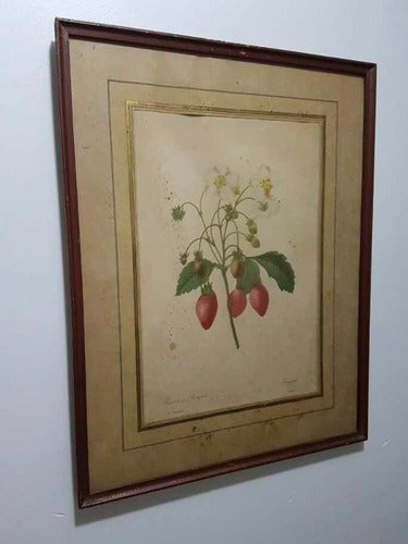 Quadro Antigo Gravura Botânica P. Joseph Redouté Morangos