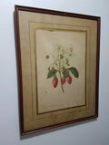 Quadro Antigo Gravura Botânica P. Joseph Redouté Morangos