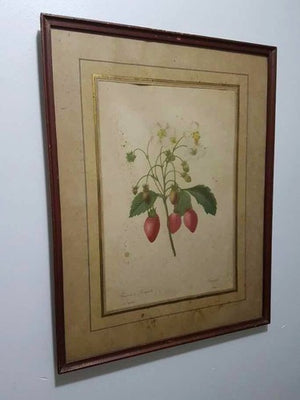 Quadro Antigo Gravura Botânica P. Joseph Redouté Morangos