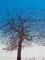 Quadro Gravura Antiga Arvore Assinada Claudio Dantas