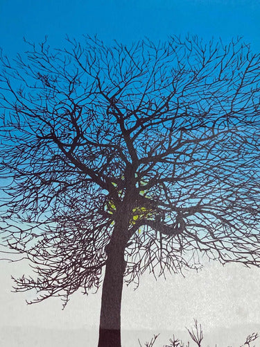 Quadro Gravura Antiga Arvore Assinada Claudio Dantas