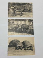 Antiga Coleção Cartões Postais Fotos De Animais Museu Paris