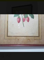 Quadro Antigo Gravura Pierre Joseph Redouté