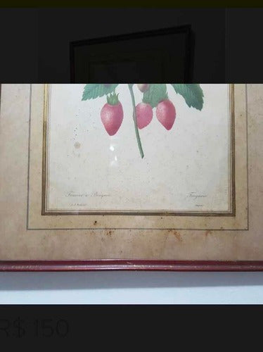 Quadro Antigo Gravura Pierre Joseph Redouté