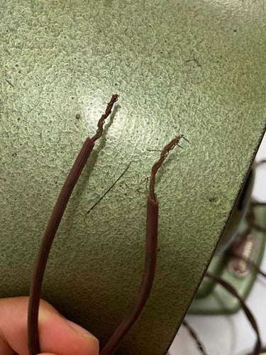 Ventilador Antigo Walita Funcionando