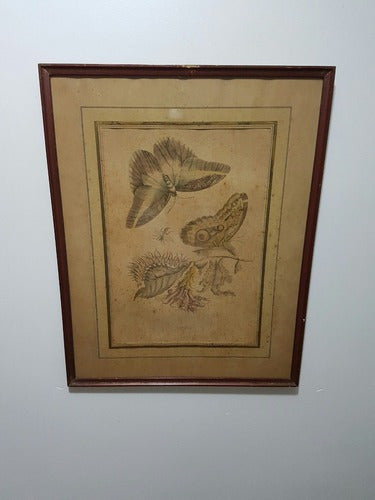 Antigo Quadro Borboletas