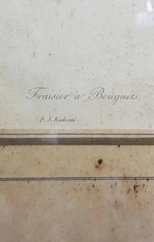 Quadro Antigo Gravura Pierre Joseph Redouté