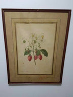 Quadro Antigo Gravura Pierre Joseph Redouté